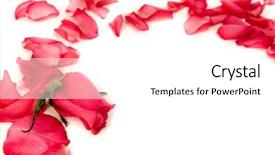  Presentation with passion - Audience pleasing presentation theme consisting of passion statement - rose petals on on white backdrop and a white colored foreground