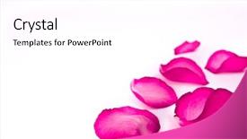  Presentation with passion - Presentation theme consisting of passion statement - rose petals on white background background and a white colored foreground