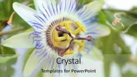  Presentation with passionflower - Slide set featuring passionflower close up background and a mint green colored foreground