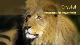  Presentation with lion - 