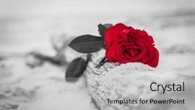  Presentation with melancholy - Beautiful presentation theme featuring past etc color against black backdrop and a light gray colored foreground