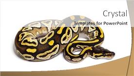  Presentation with python - Slide set enhanced with pastel-avc-ball-python-python background and a white colored foreground