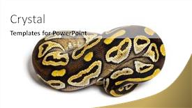  Presentation with python - Slide set consisting of pastel-avc-ball-python-python background and a white colored foreground