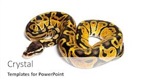  Presentation with python - Presentation theme consisting of pastel-ball-python-python-regius background and a white colored foreground