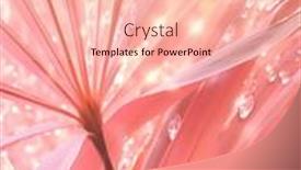  Presentation with droplet - Presentation consisting of pastel-beauty-of-a-palm background and a lemonade colored foreground