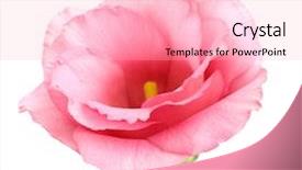  Presentation with pastel - Cool new slides with pastel colors - eustoma flower backdrop and a lemonade colored foreground