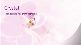  Presentation with pastel art - PPT theme enhanced with wedding invitation card orchid - pastel flower background floral art background and a pink colored foreground