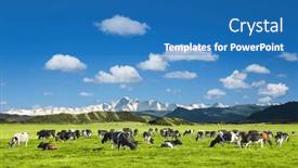 Presentation with grazing - PPT layouts with pastoral-landscape-with-grazing-cows background and a teal colored foreground