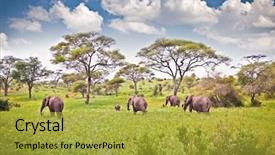  Presentation with family africa - Audience pleasing slides consisting of pasture in african savanna backdrop and a gold colored foreground