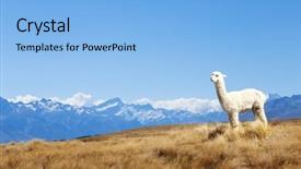  Presentation with pasture - Cool new PPT theme with pasture-with-animal-and-mountains backdrop and a light blue colored foreground