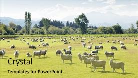  Presentation with new zealand - PPT layouts having pasture-with-animals-in-summer background and a yellow colored foreground