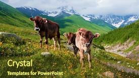  Presentation with pasture - Cool new presentation design with pasturization - calves on summer pasture backdrop and a tawny brown colored foreground