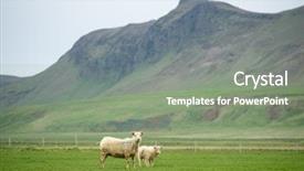  Presentation with pasture - Colorful presentation theme enhanced with pasturization - two white sheep backdrop and a gray colored foreground