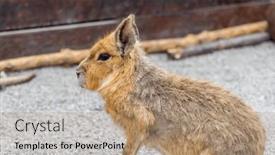  Presentation with zoo - Slide set consisting of patagonian-cavy-in-zoo-park background and a coral colored foreground