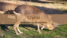  Presentation with eco park - Presentation theme consisting of patagonian-mara-in-eco-park background and a coral colored foreground