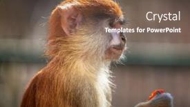  Presentation with monkey - Audience pleasing PPT theme consisting of patas monkey eating carrot backdrop and a violet colored foreground