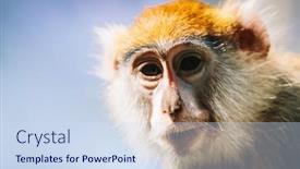  Presentation with monkey - Slide deck enhanced with patas-monkey-portrait-in-sun background and a sky blue colored foreground