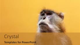  Presentation with monkey - Colorful slide set enhanced with patas-monkey-portrait-on-orange backdrop and a gold colored foreground