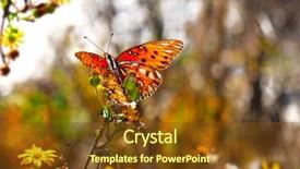  Presentation with dandelion - Colorful presentation design enhanced with patch antenna - pretty backlighting on butterfly resting backdrop and a tawny brown colored foreground