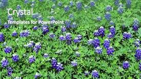 Presentation with patch clamp - Presentation enhanced with patch of bluebonnets that makes background and a ocean colored foreground