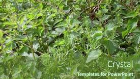  Presentation with rural - Slides consisting of patch-of-stinging-nettles background and a tawny brown colored foreground