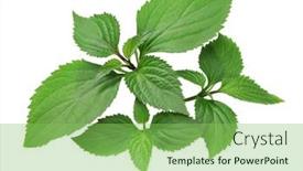  Presentation with background - Presentation theme consisting of patchouli-pogostemon-cablin-perfumery-ingredient background and a seafoam green colored foreground