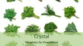  Presentation with oregano - Slides with clipping path - herb series sampler background and a mint green colored foreground