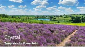  Presentation with lavender - Slide set with path between flowering lavender shrubs cloudy sky and lake at the background background and a violet colored foreground