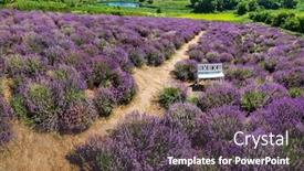  Presentation with lavender - Theme having path-between-flowering-lavender-shrubs background and a dark gray colored foreground