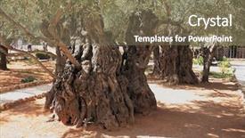  Presentation with gethsemane - Slide deck featuring path eternity - eternal holy jerusalem very ancient background and a violet colored foreground