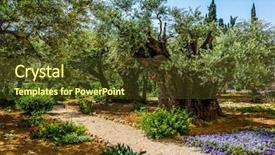  Presentation with gethsemane - Presentation design enhanced with path eternity - magnificent millennial olives grow background and a tawny brown colored foreground
