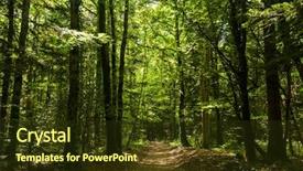  Presentation with path - Audience pleasing slide set consisting of path in a temperate forest backdrop and a tawny brown colored foreground
