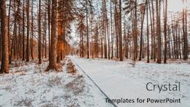  Presentation with pine trees - Amazing slide deck having path-through-pine-trees backdrop and a light gray colored foreground
