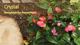  Presentation with flamingo - Audience pleasing PPT theme consisting of pather - anthurium flamingo flower in red backdrop and a tawny brown colored foreground