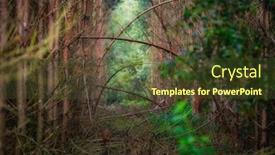  Presentation with dark forest - PPT theme consisting of pathway-in-the-dark-forest background and a tawny brown colored foreground