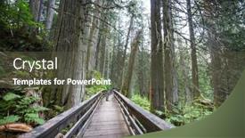  Presentation with pathway - Presentation design with pathway-in-the-sequoia-forest background and a tawny brown colored foreground