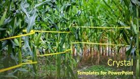  Presentation with pathway - Audience pleasing theme consisting of pathway-through-a-corn-maze backdrop and a tawny brown colored foreground