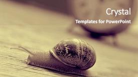  Presentation with snail - Beautiful theme featuring patience - land snail and an old backdrop and a coral colored foreground