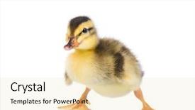  Presentation with cute duck - Slide set having patinhas - cute little newborn fluffy duckling background and a lemonade colored foreground
