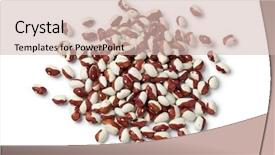  Presentation with cacao fruit raw cacao beans - Beautiful theme featuring patrimoin - calypso beans on white background backdrop and a  colored foreground