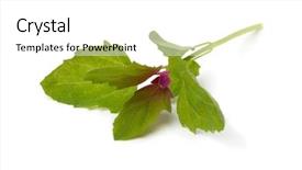  Presentation with banana stem tree and leaf - PPT theme featuring patrimoin - colorful fresh young raw heirloom background and a white colored foreground