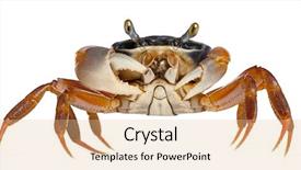  Presentation with crab - Slide deck enhanced with patriot crab cardisoma armatum background and a lemonade colored foreground