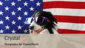  Presentation with patriotic usa - Audience pleasing slides consisting of patriotic - beautiful border collie in front backdrop and a mint green colored foreground