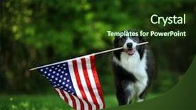  Presentation with patriotic border - Cool new slide deck with patriotic - happy border collie carrying usa backdrop and a tawny brown colored foreground