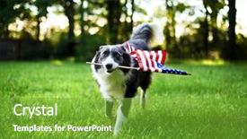  Presentation with dog park dogs plays - Slide set featuring patriotic - happy dog playing outside background and a tawny brown colored foreground