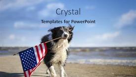  Presentation with patriotic border - Cool new PPT theme with patriotic-border-collie-dog-running backdrop and a light blue colored foreground