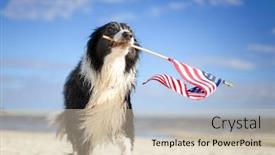  Presentation with patriotic border - Amazing presentation design having patriotic-border-collie-dog-running backdrop and a soft green colored foreground