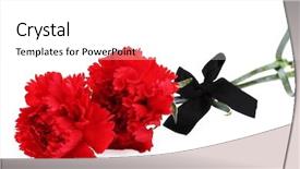  Presentation with black white program - Audience pleasing PPT theme consisting of patriotic plant - carnations and black ribbon isolated backdrop and a white colored foreground