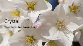 Presentation with gifs falling cherry blossoms - Cool new PPT theme with patriotic plant - cherry blossoms detail washington dc backdrop and a mint green colored foreground