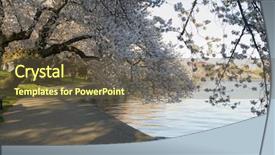  Presentation with cherry - Presentation design featuring patriotic plant - cherry blossoms washington dc travel background and a tawny brown colored foreground